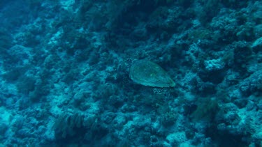 Hawksbill sea turtle swimming in the Fury Shoal area of the Red Sea, Egypt