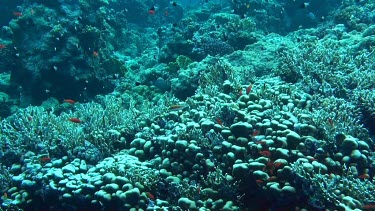 Small fish swimming in the coral reef of the Red Sea, Egypt