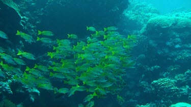 Shoal of Ehrenberg's snappers swimming in the Red Sea