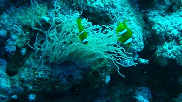 Anemone fish or clownfish near and in the coral reef, anemone feeding at night.