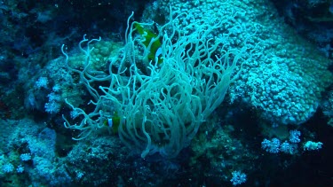 Anemone fish or clownfish near and in the coral reef, anemone feeding at night.