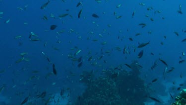 Small fish swimming in the coral reef of the Red Sea, Egypt