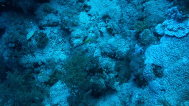 Forsskals goatfish (parupeneus fosskali) feeding off the bottom of the Red Sea (Egypt)