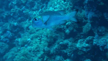 CM0032-RS-0024084 One bigeye emperor (monotaxis grandoculis) swimming