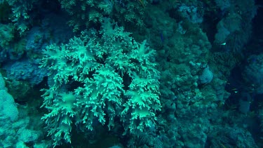 Small fish swimming in the coral reef of the Red Sea, Egypt