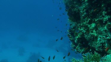 Small fish swimming in the coral reef of the Red Sea, Egypt