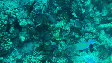 Bannerfish feeding on the coral