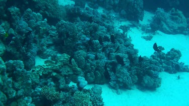 Large group of redmouth grouper (aethaloperca rogaa) in the Red Sea