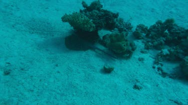 A blue-spotted stingray (taeniura lymma) swimming in the Red Sea