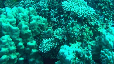 Coral reef of the Red Sea, Egypt, tracking shot swimming over coral.