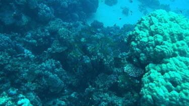 Coral reef of the Red Sea, Egypt with a shoal of snappers