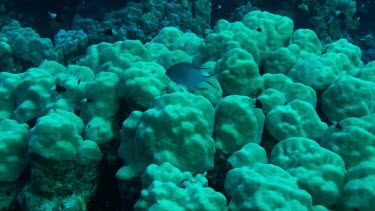 Whitebelly damselfish (Amblyglyphidodon leucogaster) above the coral reef in the Red Sea