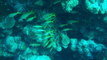 Shoal of Ehrenberg's snappers swimming in the Red Sea