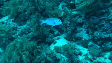 One bigeye emperor (monotaxis grandoculis) swimming