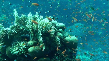 Small fish swimming in the coral reef of the Red Sea, Egypt