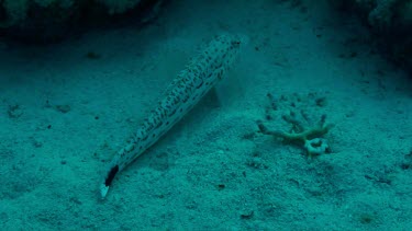 Speckled sandperch (parapercis hexophthalma) resting and swimming in the Red Sea