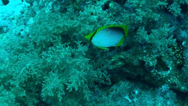A black backed butterflyfish swimming in the Red Sea
