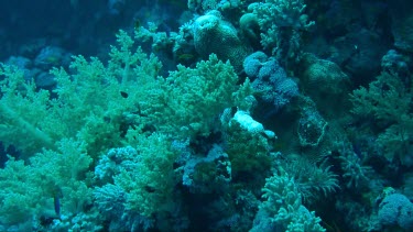 Small fish swimming in the coral reef of the Red Sea, Egypt