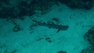 Grey reef shark resting on sandy seabed in the Red Sea, Egypt