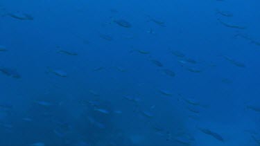 Shoal of Suez fusiliers (Caesio suevica) swimming in the Red Sea. Drifting in tide or current.
