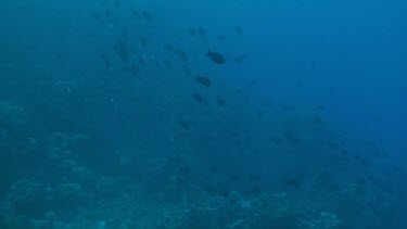 Shoal of fish swimming in the coral reef of the Red Sea, Egypt