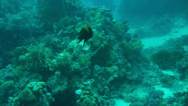 Giant triggerfish swimming in the Red Sea. Black fish with yellow on back.