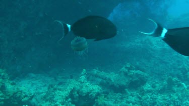 Black surgeonfish feeding on a jellyfish