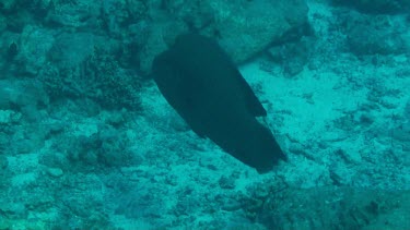 Large napoleonfish, humphead wrasse, swimming in the Red Sea. Black with white stripe.