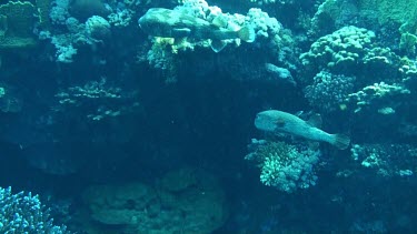 Two Common porcupinefish swimming close to the surface