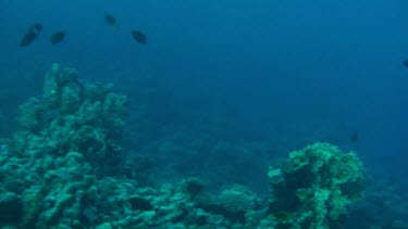 Coral reef of the Red Sea, Egypt with a shoal of snappers