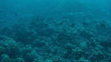 Shoal of fish swimming in the coral reef of the Red Sea, Egypt