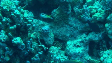 Forsskals goatfish (parupeneus fosskali) swimming in the coral reef of the Red Sea (Egypt)