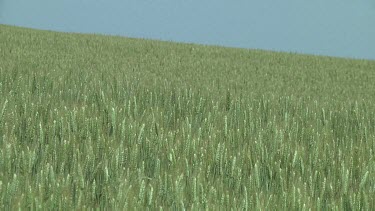 Young wheat field background