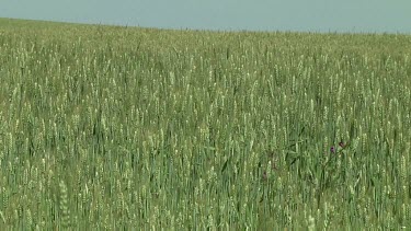 Young wheat field background