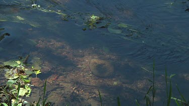 Water flowing in a small stream