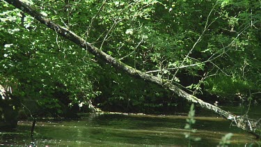 Water flowing in a small stream