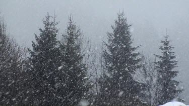 Snow falling in a pine forest