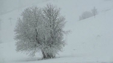 Snow falling on a tree in the French Alps