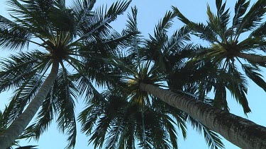 Palmtrees in Bali, Indonesia