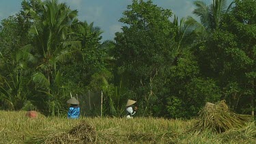 Rice farmers harvesting on Bali, Indonesia
