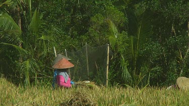 Rice farmers harvesting on Bali, Indonesia