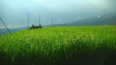 Rice terraces in Bali, Indonesia