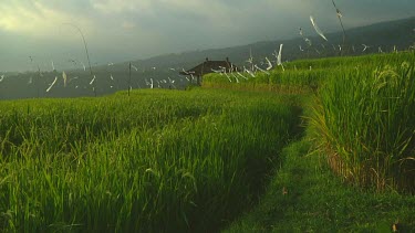 Rice terraces in Bali, Indonesia