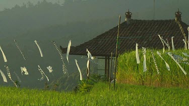 Rice terraces in Bali, Indonesia