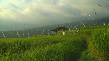 Rice terraces in Bali, Indonesia