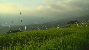 Rice terraces in Bali, Indonesia