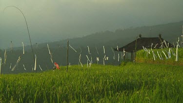 Rice terraces in Bali, Indonesia