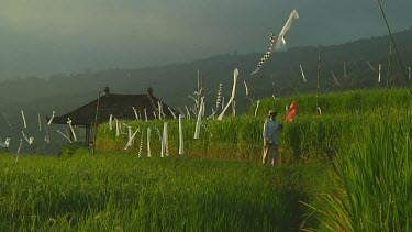 Rice terraces in Bali, Indonesia