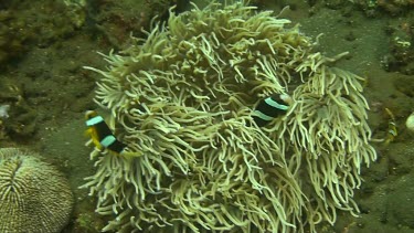 Clark s Anemonefish in the coral of the Bali Sea
