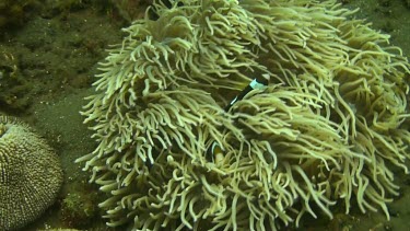 Clark s Anemonefish in the coral of the Bali Sea